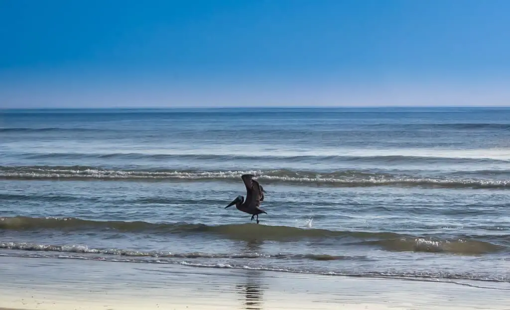 pelican-bird-florida-beach