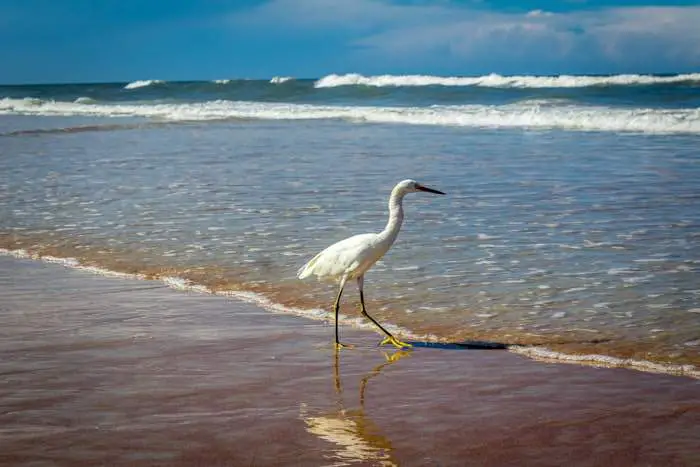 a bird walking in the beach
