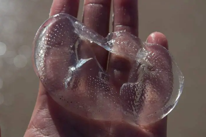 A jellyfish found in Ormond Beach
