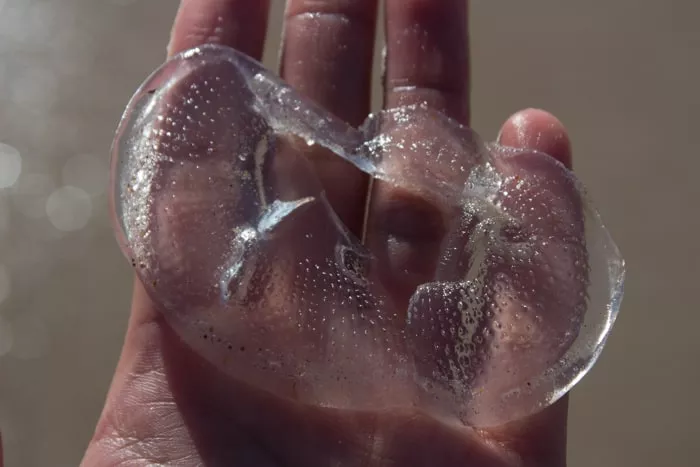 A jellyfish found in Ormond Beach