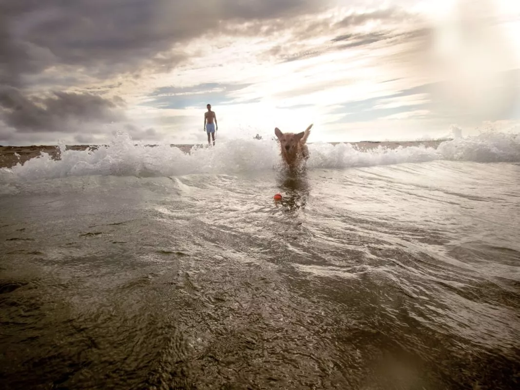 dog running on a dog beach in east coast usa