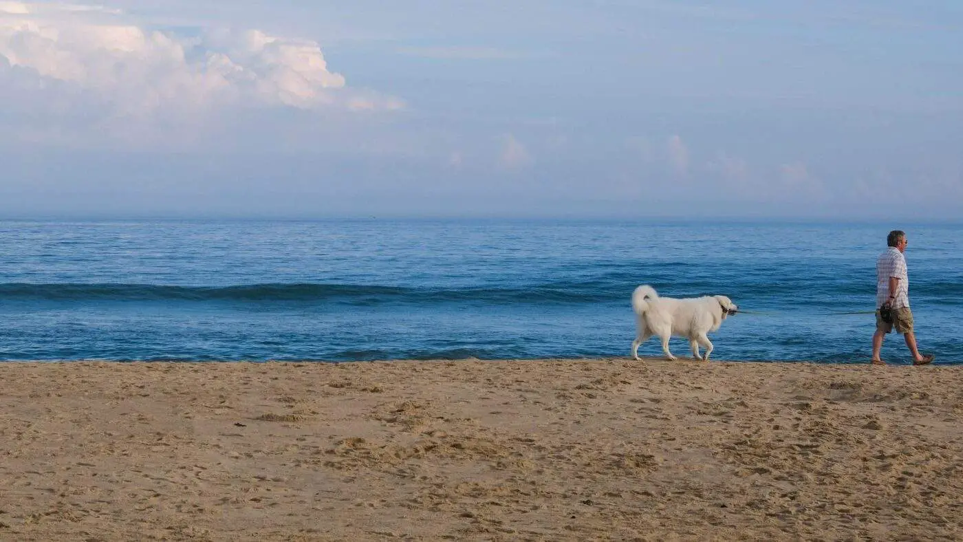 a man and dog walking on the beach in east hampton beach