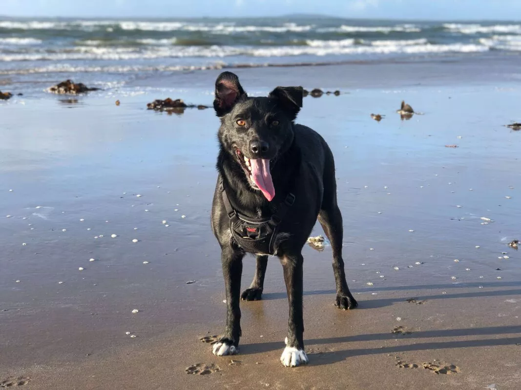 a happy dog on the beach
