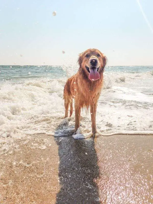 a smiling dog on the beach