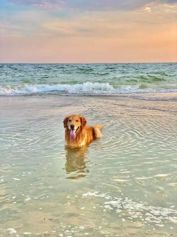 a dog swimming in the water