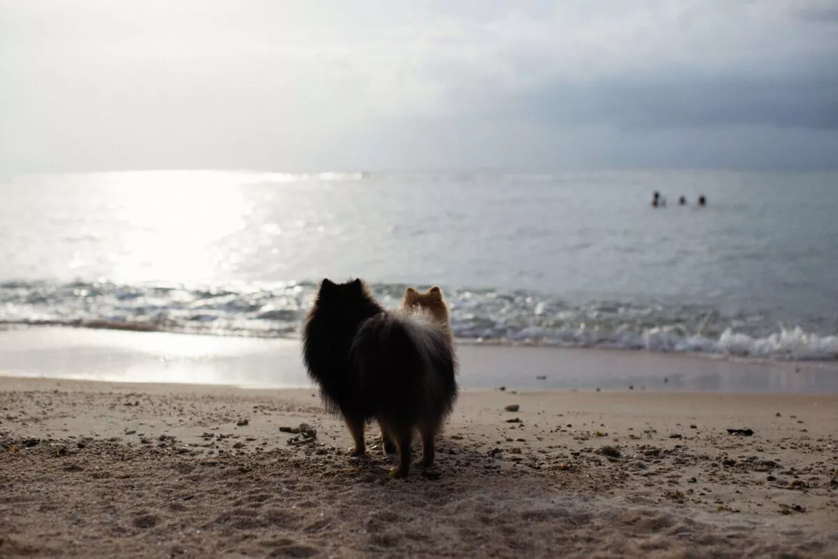 two dogs staring at the ocean