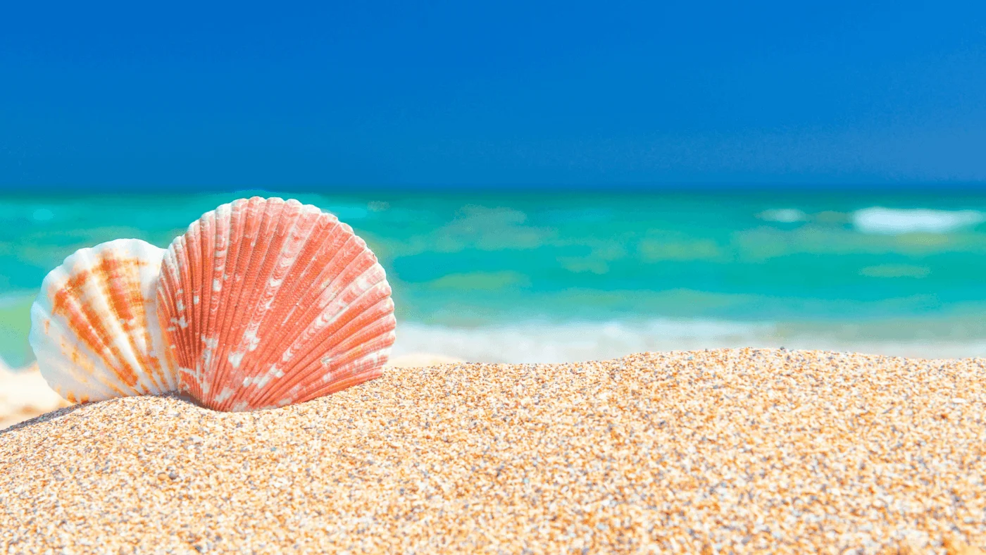 seashells at the beach