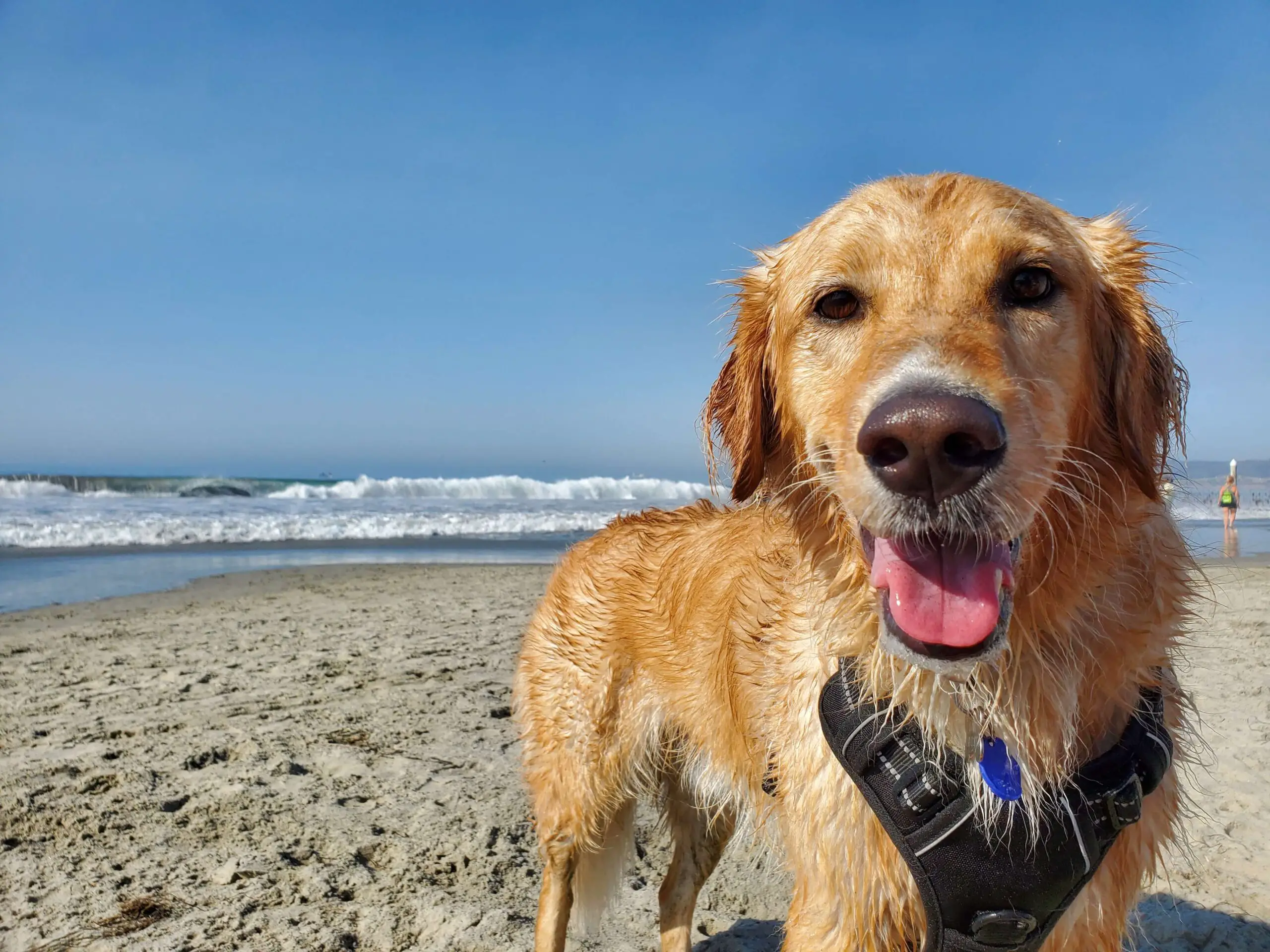 dog smiling at the dog beach