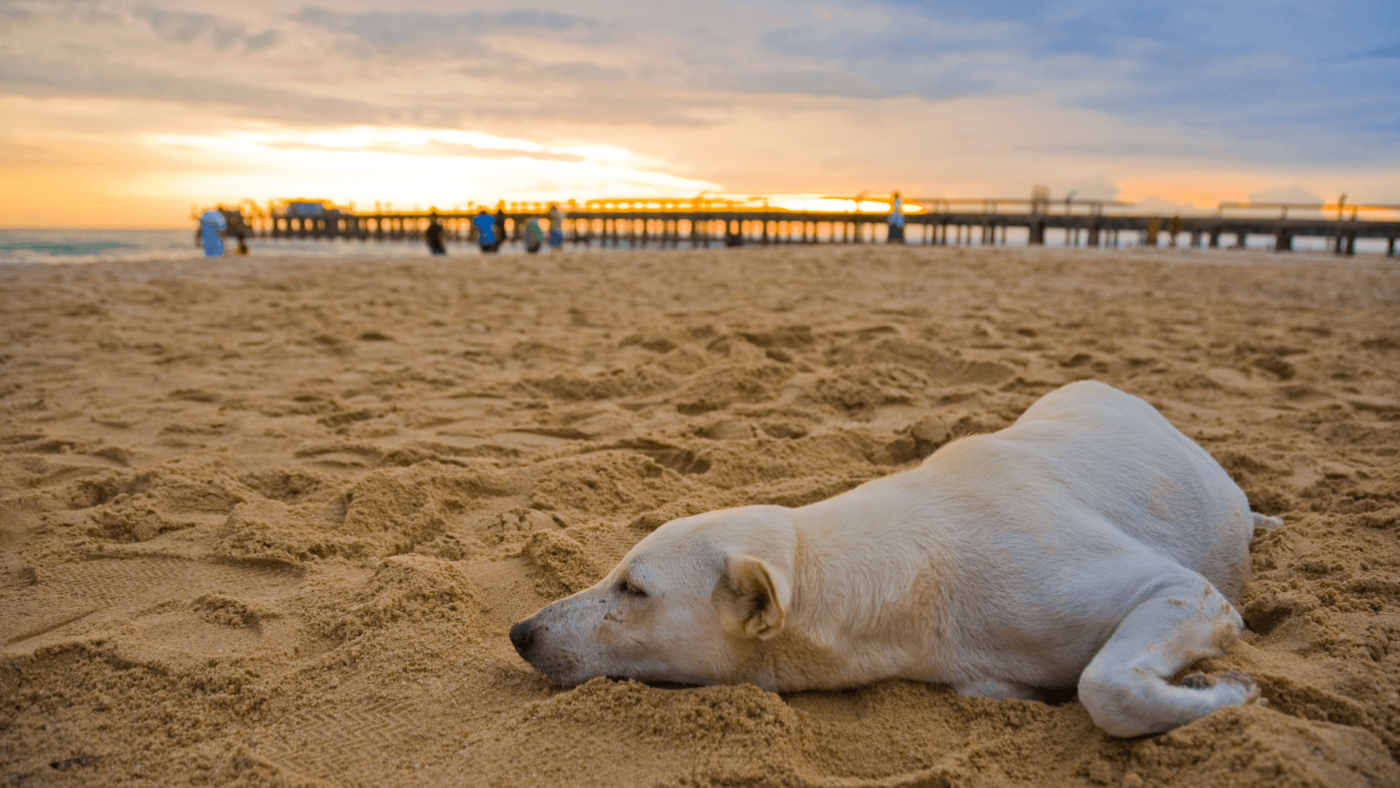 dog sleeping in dog-friendly beaches in florida