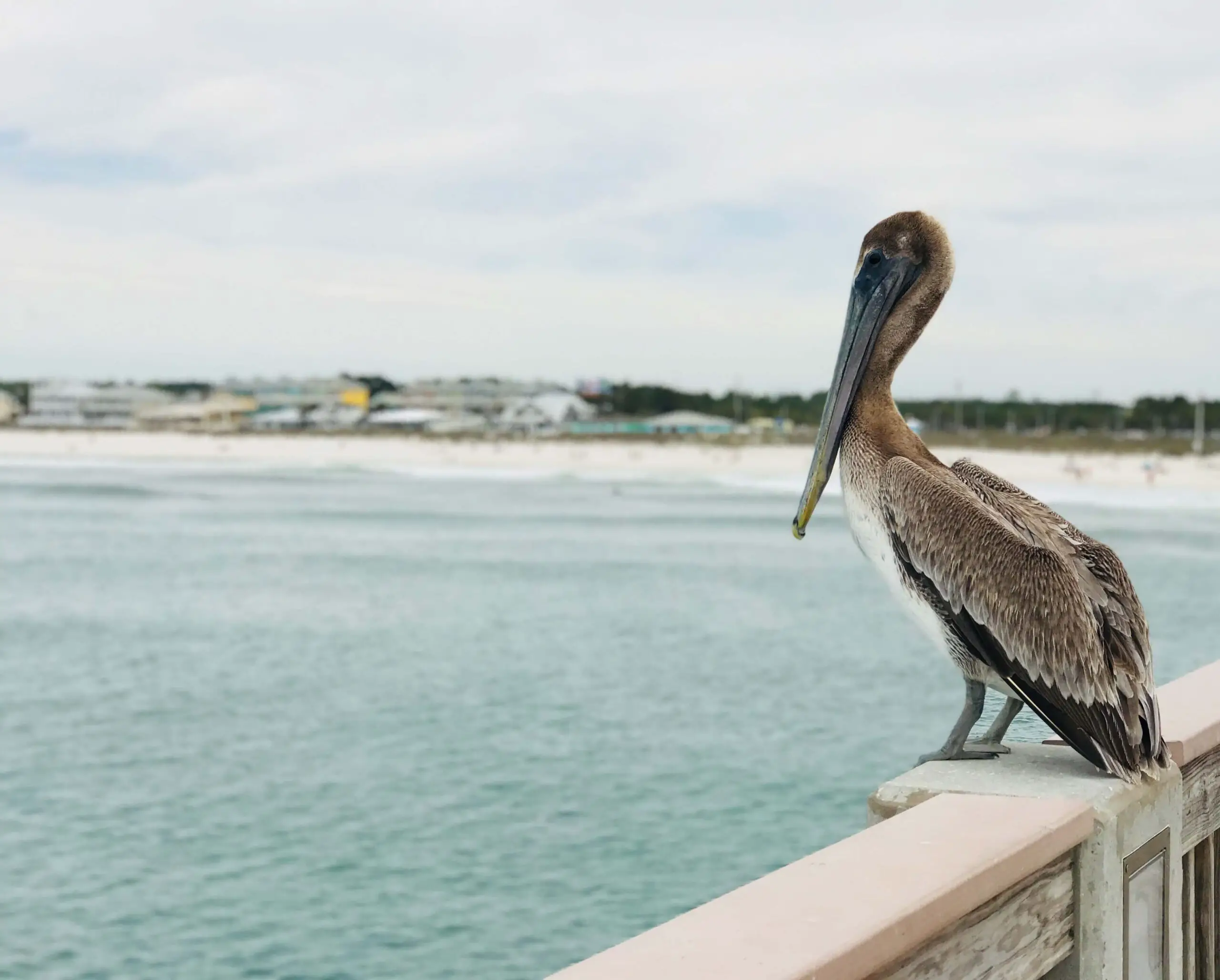 10 Best Family-Friendly Beaches in Florida’s Gulf Coast