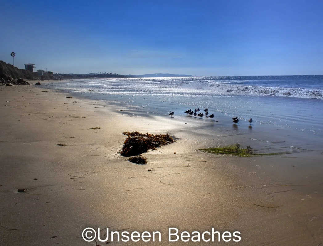 San Elijo State Beach with Birds