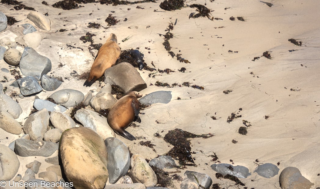 San Diego Sea Lions Resting in the Sand-min