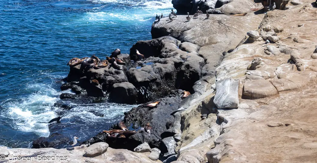 San Diego Sea Lions Resting on Rockie Shorelines-min