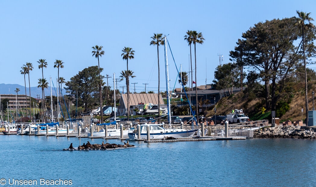 Seals Sitting in the Oceanside Harbor Fishing Pier-min