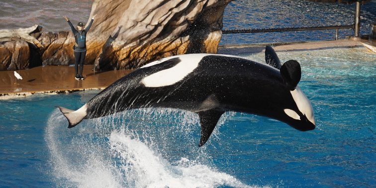 Whale Splashing in SeaWorld in San Diego