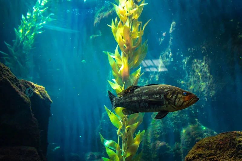 A-fish-swimming-along-the-tank