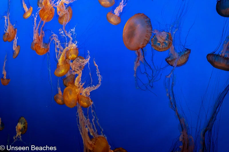 Jellyfish-moving-along-the-water-tank