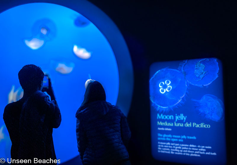 Moon-Jellyfish-floating-in-the-water