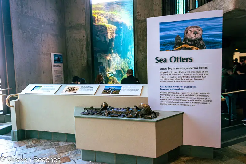 Sea-Otter-Exhibit-at-the-aquarium-in-Monterey-Bay