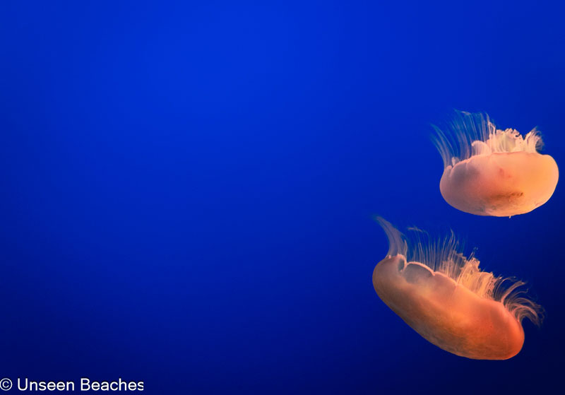 Two-jellyfish-roaming-along-the-blue-water