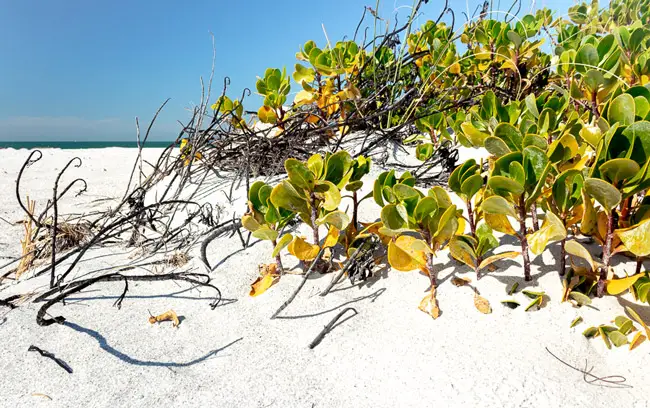 Dunes-with-Plants-at-Shell-Key-Island-in-Florida