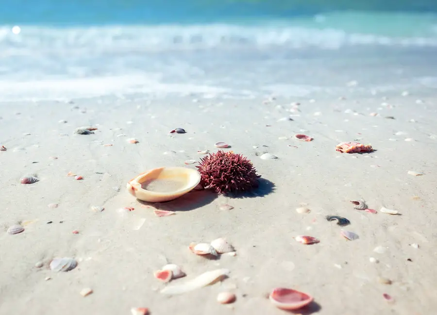Seashells-at-Shell-Key-Island-in-Florida