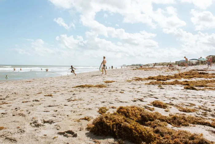 Seaweed found in Cocoa Beach, Florida