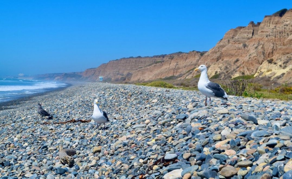 Seagulls at San Onofre State Beach