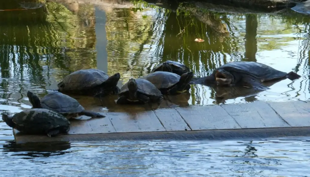 bunch of turtles in the pond