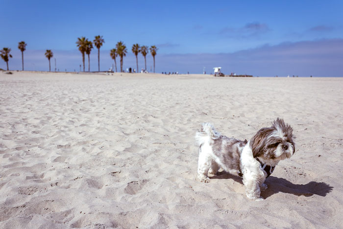 Tutu-at-Dog-Beach-Ocean-Beach-Looking