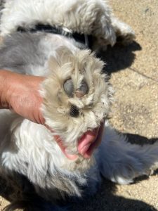 Tutu Having Foxtails dog hiking tips