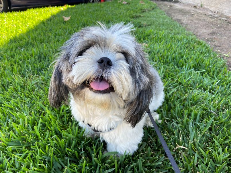 Tutu Happy Smiling on Grass