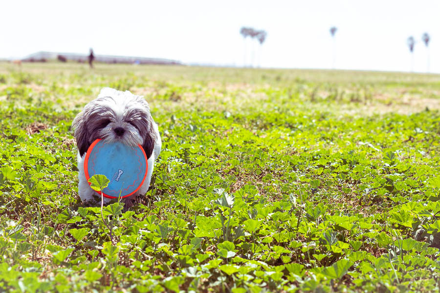 Fiesta-Island-Dog-Rules-with-Tutu-playing-with-his-Frisbee