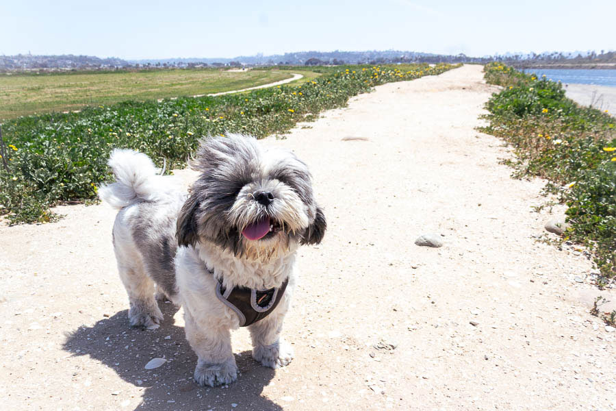 Tutu-Walking-Fiesta-Island-Dog-Beach-Rules